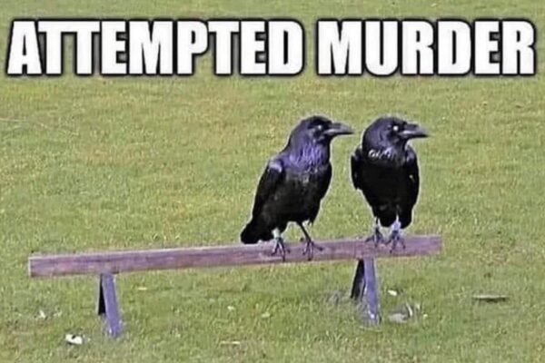 как называются группы животных на английском