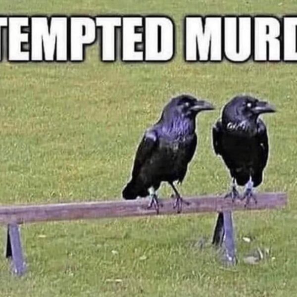 как называются группы животных на английском