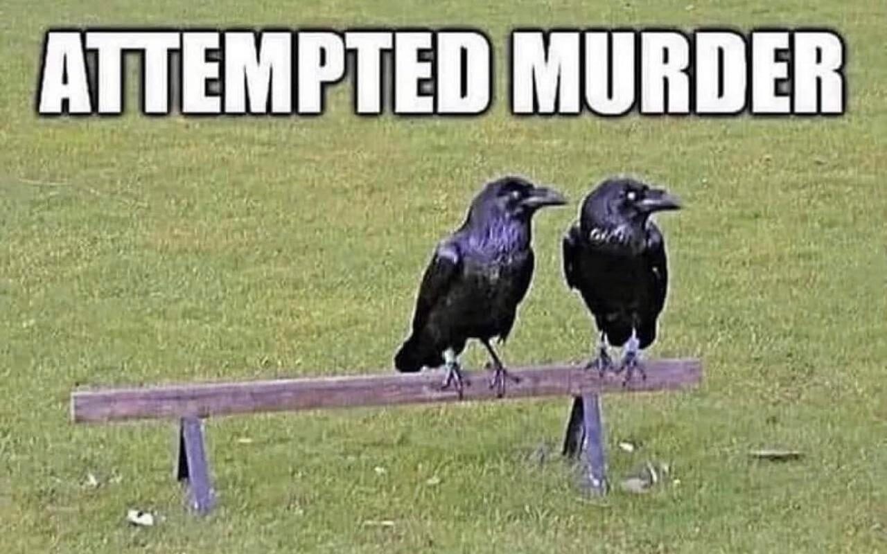 как называются группы животных на английском