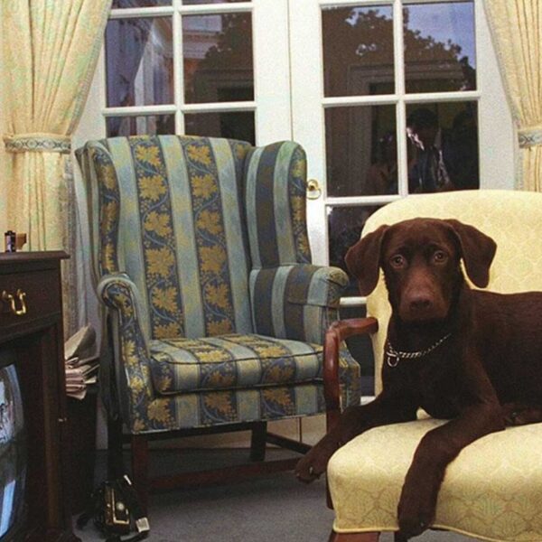 Домашние питомцы Билла Клинтона